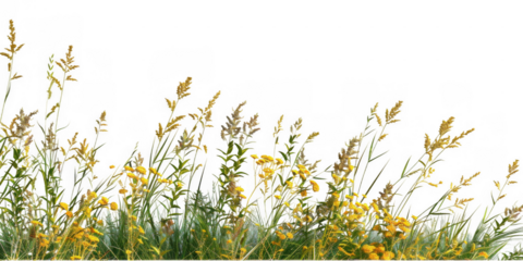 Realistic Photograph of Tall Wild Grasses with Yellow Flowers