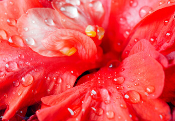 Hibiscus flower  petals closeup macro with water drops on red hibiscus petals flower,  Red hibiscus flower petals photographed with macro lens close up © NARONG