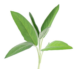 Fresh sage twig isolated on white background. Salvia Officinalis leaves. Medicinal and culinary herb. Clipping path.