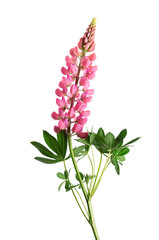 Obraz premium Pink lupine flower isolated on white background. Bunch of colorful lupines, spring flower.