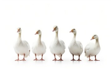 White geese animal goose bird.