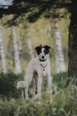 Portrait of happy beige dog breed russian borzoi running in the violet flowers field in summer.