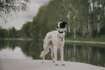 Portrait of happy beige dog breed russian borzoi running in the violet flowers field in summer.