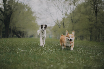 Portrait of happy beige dog breed russian borzoi running in the violet flowers field in summer.