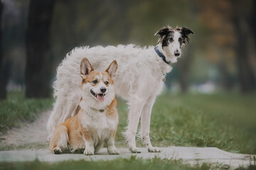 Portrait of happy beige dog breed russian borzoi running in the violet flowers field in summer.