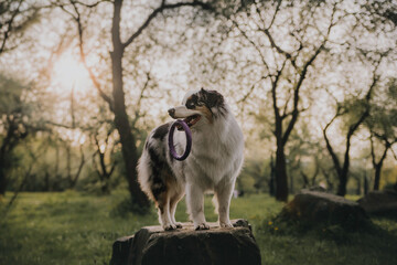 Close-up portrait of a funny female marbled australian shepherd among blooming apple orchards...