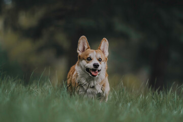 A funny female pembroke welsh corgi with big ears and expressive eyebrows running along a paved path against the backdrop of summer greenery and a colorful cityscape