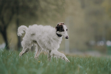 Portrait of happy beige dog breed russian borzoi running in the violet flowers field in summer.
