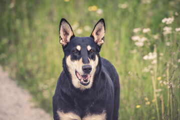 black and white dog, shepard