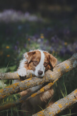 Close-up portrait of a funny female marbled australian shepherd among blooming apple orchards...