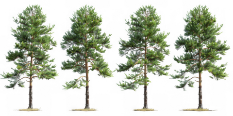 all Pine Trees with Lush Green Foliage