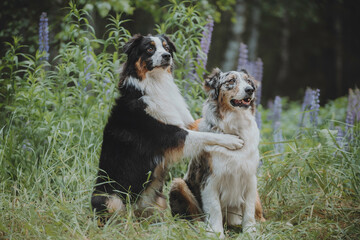 Close-up portrait of a funny female marbled australian shepherd among blooming apple orchards against the backdrop of the setting sun