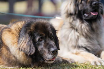 Dogs of the Leonberger breed lying in a meadow. Couple Leonberg lying on gras. 