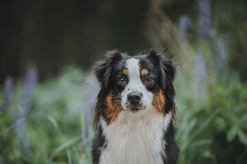 Close-up portrait of a funny female marbled australian shepherd among blooming apple orchards against the backdrop of the setting sun