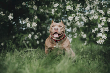 A small funny American Bully 