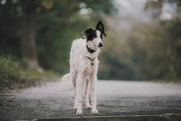 Portrait of happy beige dog breed russian borzoi running in the violet flowers field in summer.