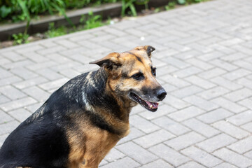 A dog sitting on a brick sidewalk with caninerelated keywords