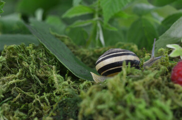 Snail with striped shell on a leaf among moss in a dark forest.