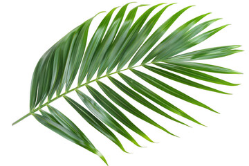 Obraz premium Single Green Palm Leaf