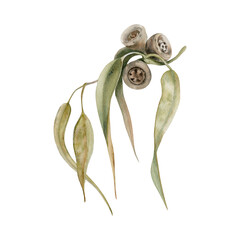 Gum tree leaves. Eucalyptus branch with seed pods. Watercolor illustration on transparent...