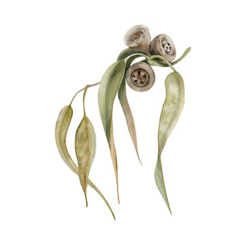Gum tree leaves. Eucalyptus branch with seed pods. Watercolor illustration on transparent background. Hand drawn botanical element for Australian endemic nature cards, invitations and art designs