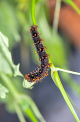 Macro photo of a large black caterpillar