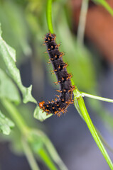 Macro photo of a large black caterpillar