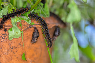 Macro photo of a large black caterpillar