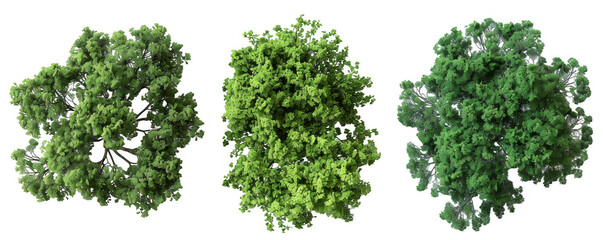 Obraz premium Top View of Three Different Lush Green Trees