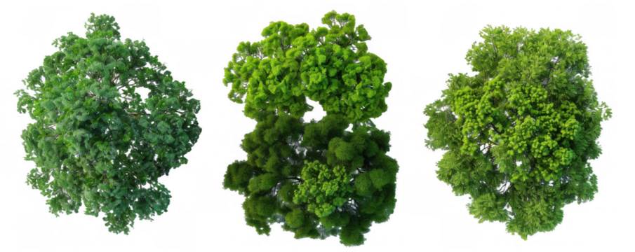 Top View of Three Different Lush Green Trees