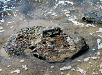 Seaweed and algae uncovered at low tide along East beach at Lyme Regis Dorset in summertime
