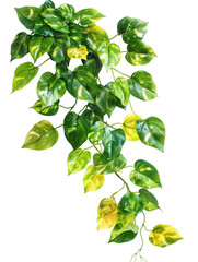Cascading Pothos Plant with Variegated Leaves