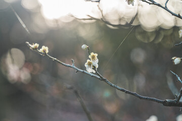 光に照らされる梅