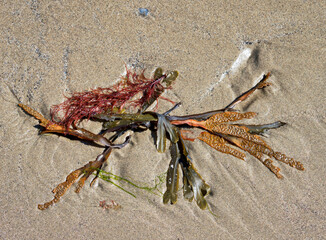 Seaweed and algae uncovered at low tide along East beach at Lyme Regis Dorset in summertime
