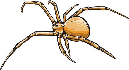 Illustration of a spider with long legs on a white background