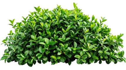 Obraz premium Lush Green Bush with Dense Foliage