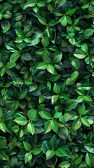 Natural pattern of green plants and leaves texture