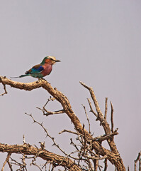 Lilac-breasted Roller Coracias caudatus 4183
