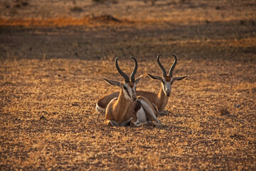 Resting Springbok in a dry desert riverbed.