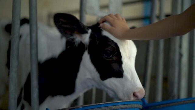 Ni&ntilde;a acaricia a una vaca de leche peque&ntilde;a