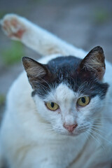 Black and white cat face closeup