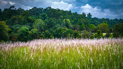 Both sides of the road leading to the Nong Phak Chi Animal Watching Hall are filled with beautiful white grass flowers at Nong Phak Chi, Khao Yai National Park, Thailand.