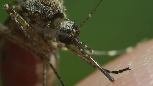 Macro Video of Dangerous Malaria Infected Culex Mosquito Sucking Blood, Leishmaniasis, Encephalitis, Yellow Fever, Dengue Disease, Zika, EEE Virus Parasite Insect Bite