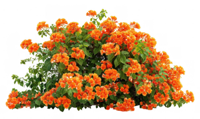 Lush Bush of Vibrant Orange Flowers