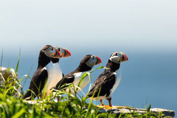 Group of Atlantic puffins standing on rock during a sunny summer afternoon in breeding season at...