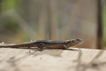 lizard in natural habitat