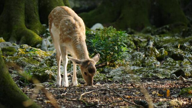 Young male fallow deer in natural environment. Deer Dama dama. Vision Park in Auberive region, France. Slow motion