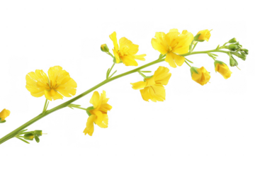 Yellow Mustard Flowers on Green Stem