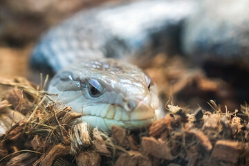 large lizard blue tongue skink Tiliqua scincoides