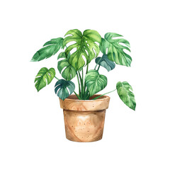 monstera in pot vector illustration in watercolor style